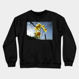 Sunrising behind the daffodils Crewneck Sweatshirt